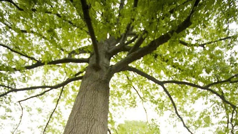 Penn State Mont Alto Tree